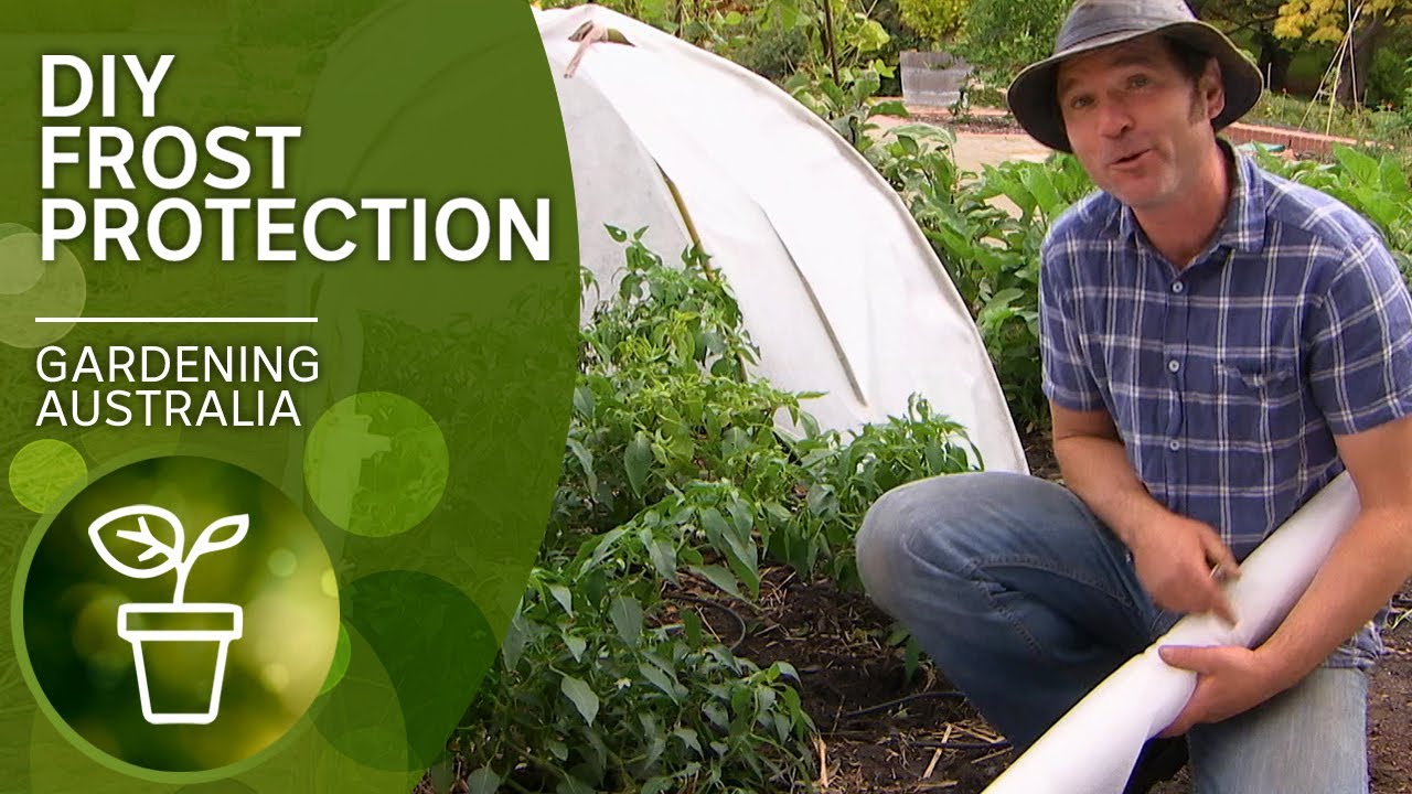 Bamboo frost protection | DIY Garden projects | Gardening Australia