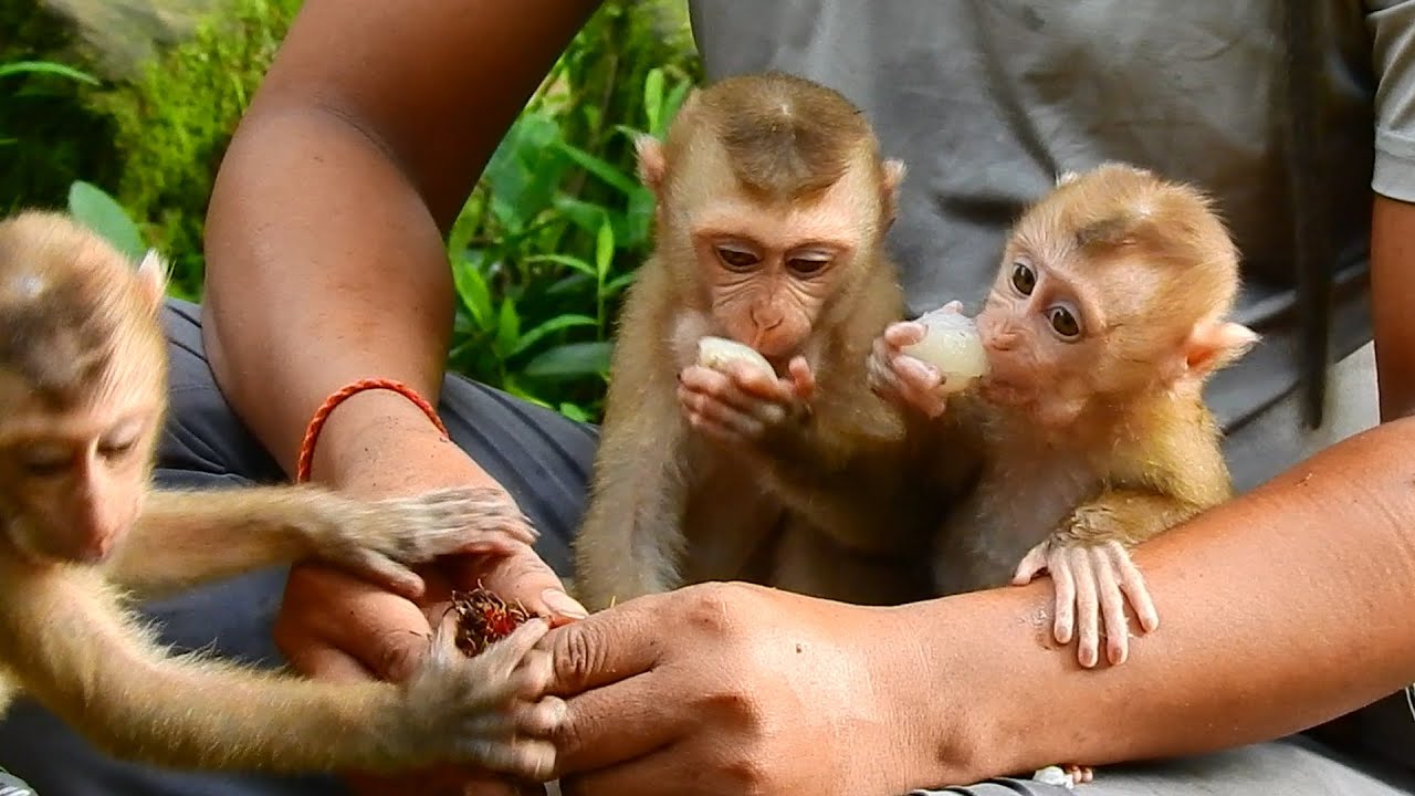 Baby monkey Angela, Abby, Dawn and other member enjoy with fruit and milk