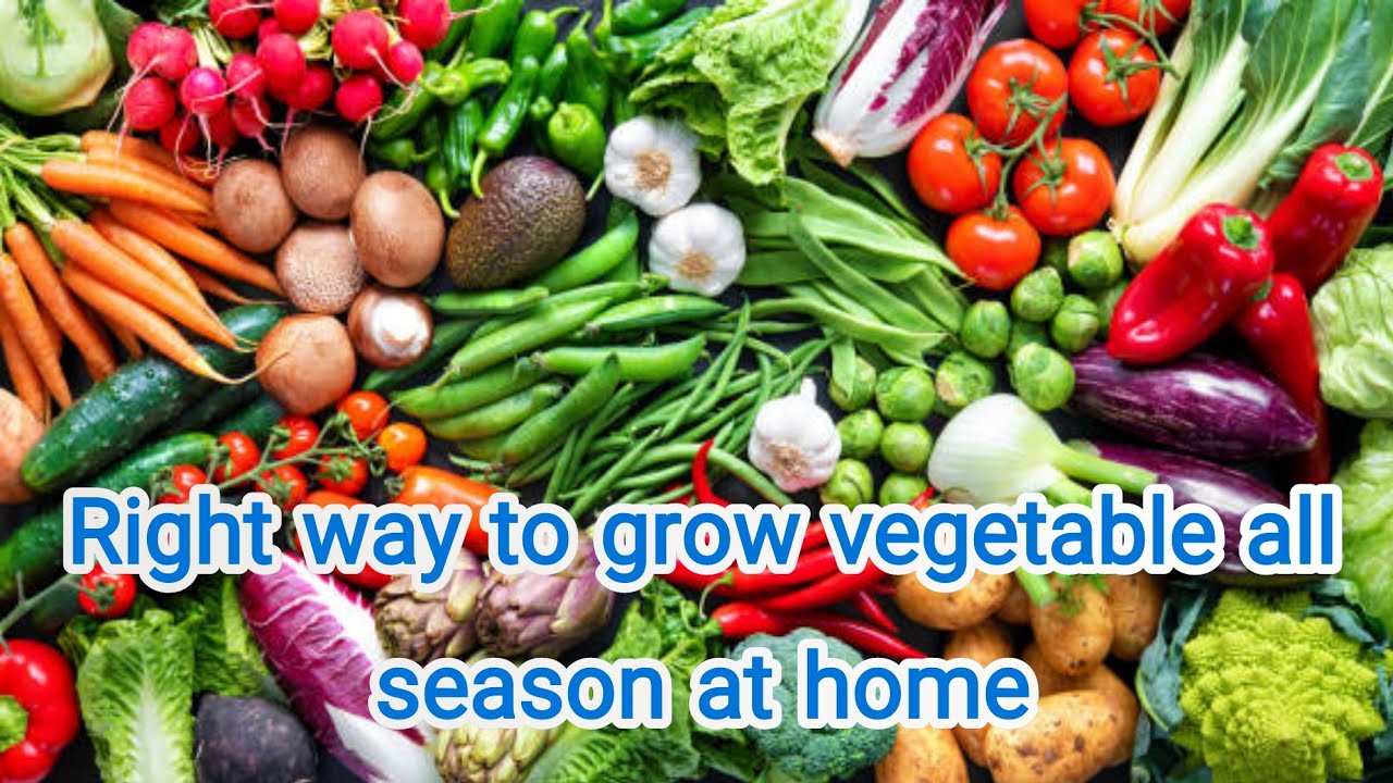 Right way to grow vegetable all season at home
