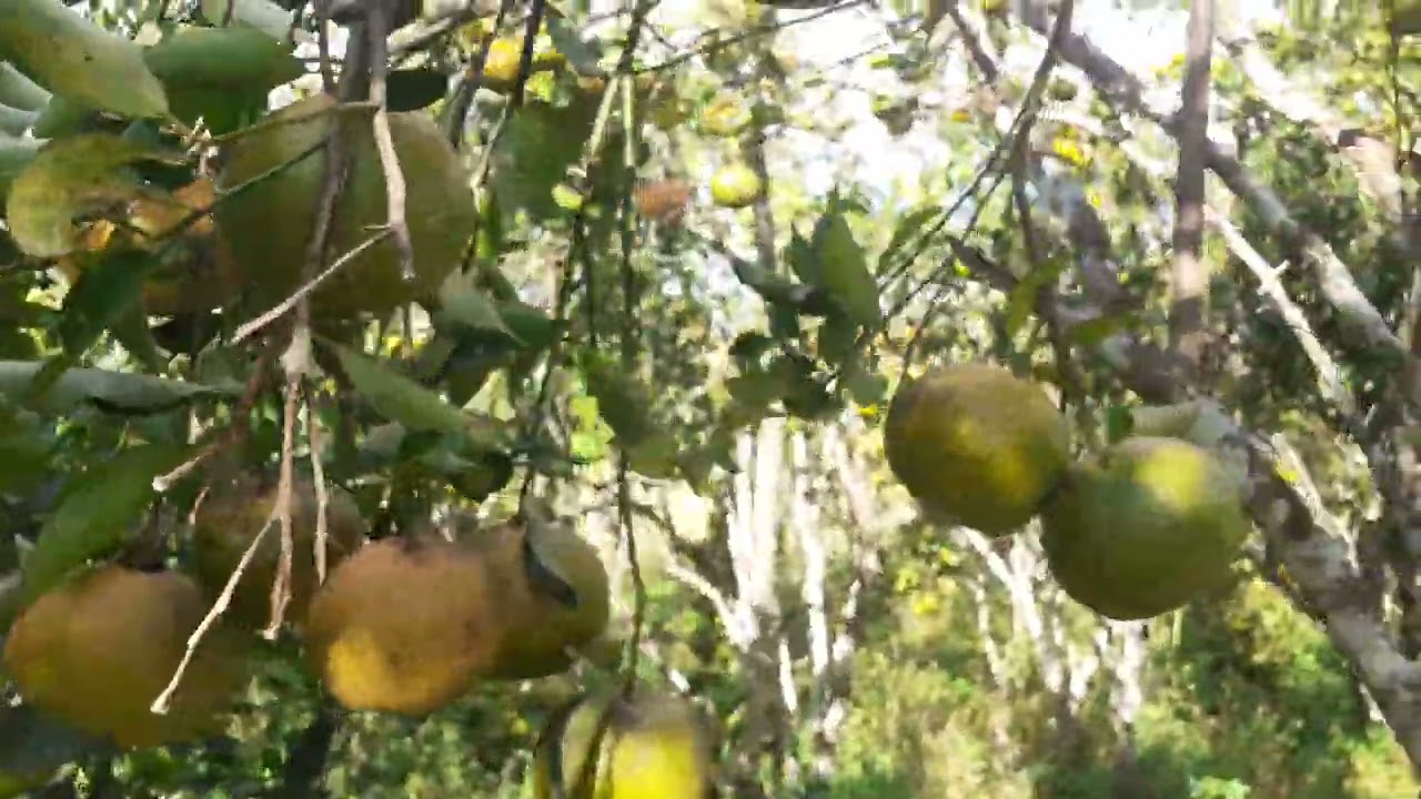 Laranja pokan no sítio Ouro 11/05/2025