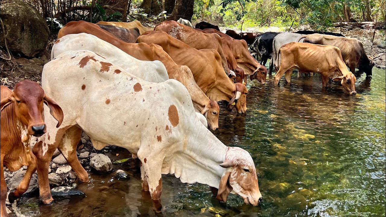 Las vacas ya se están quedando sin comida en el potrero donde están 😱🐄