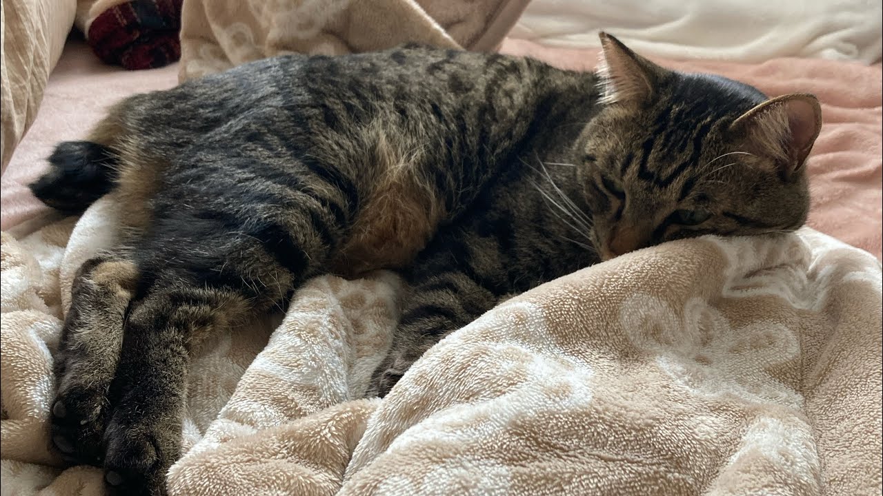 ここが1番ニャン　#cat #鍵しっぽ猫 #猫じゃらし　#猫　#キャット　#ねこ　#愛猫　#kitty #小猫　#キジトラ