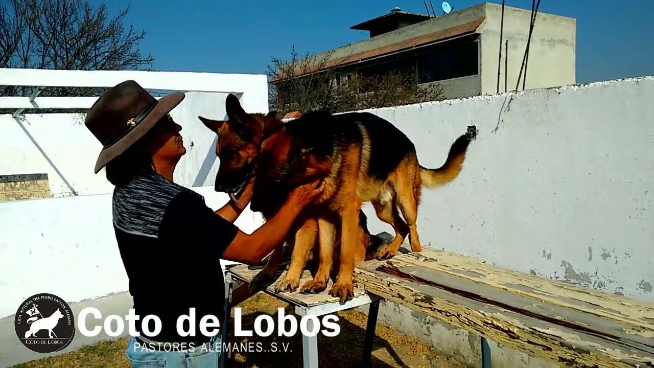 Pastores Alemanes del Coto de Lobos
