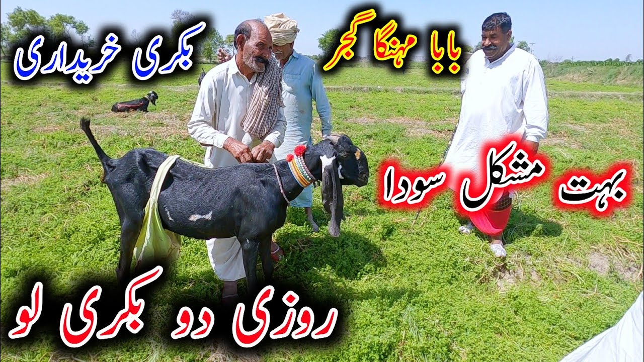 Part 2 - Purchasing Of Pregnant Beetal Goat From Baba Mehnga Gujjar  - Baba Mehnga Gujjar Goats