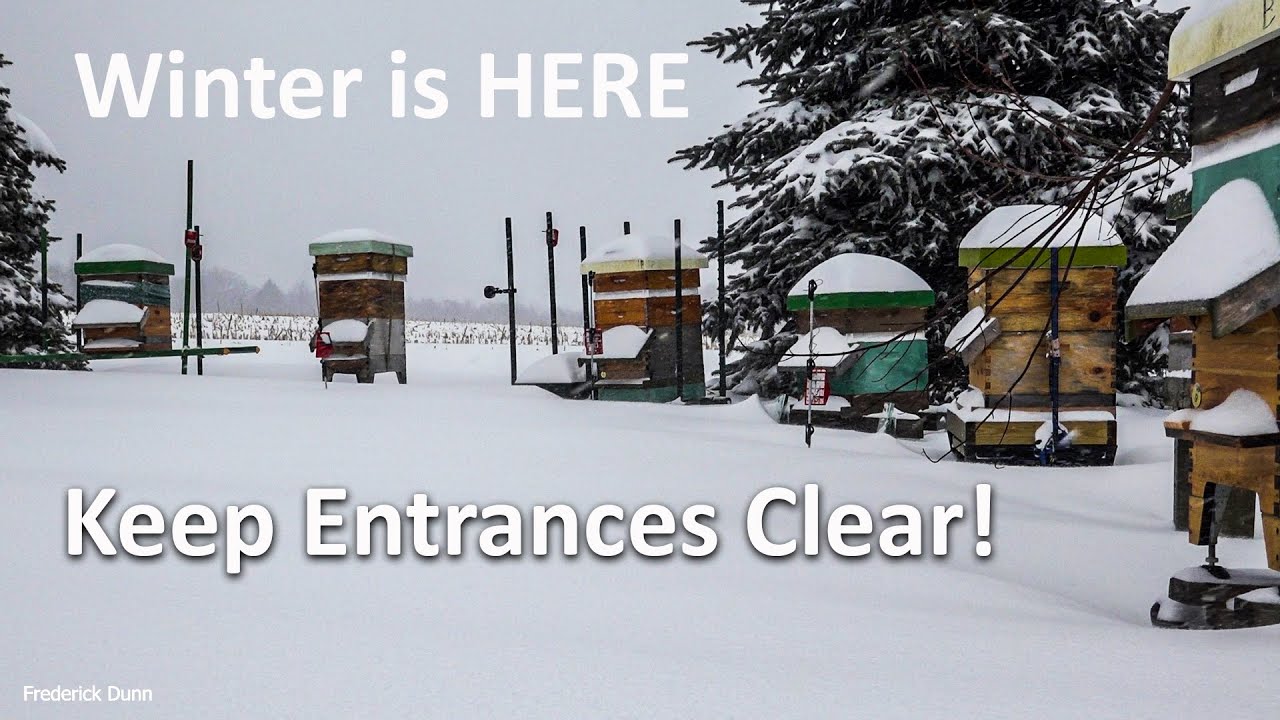 Bee Hives In Winter Clearing Entrances with an entrance scraper during snowfall.