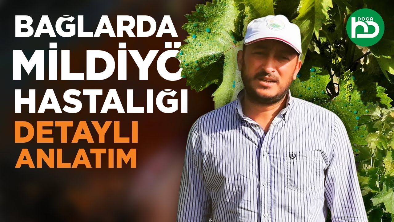 Üzüm Bağlarında Mildiyö Hastalığı (üzümbağı/3)