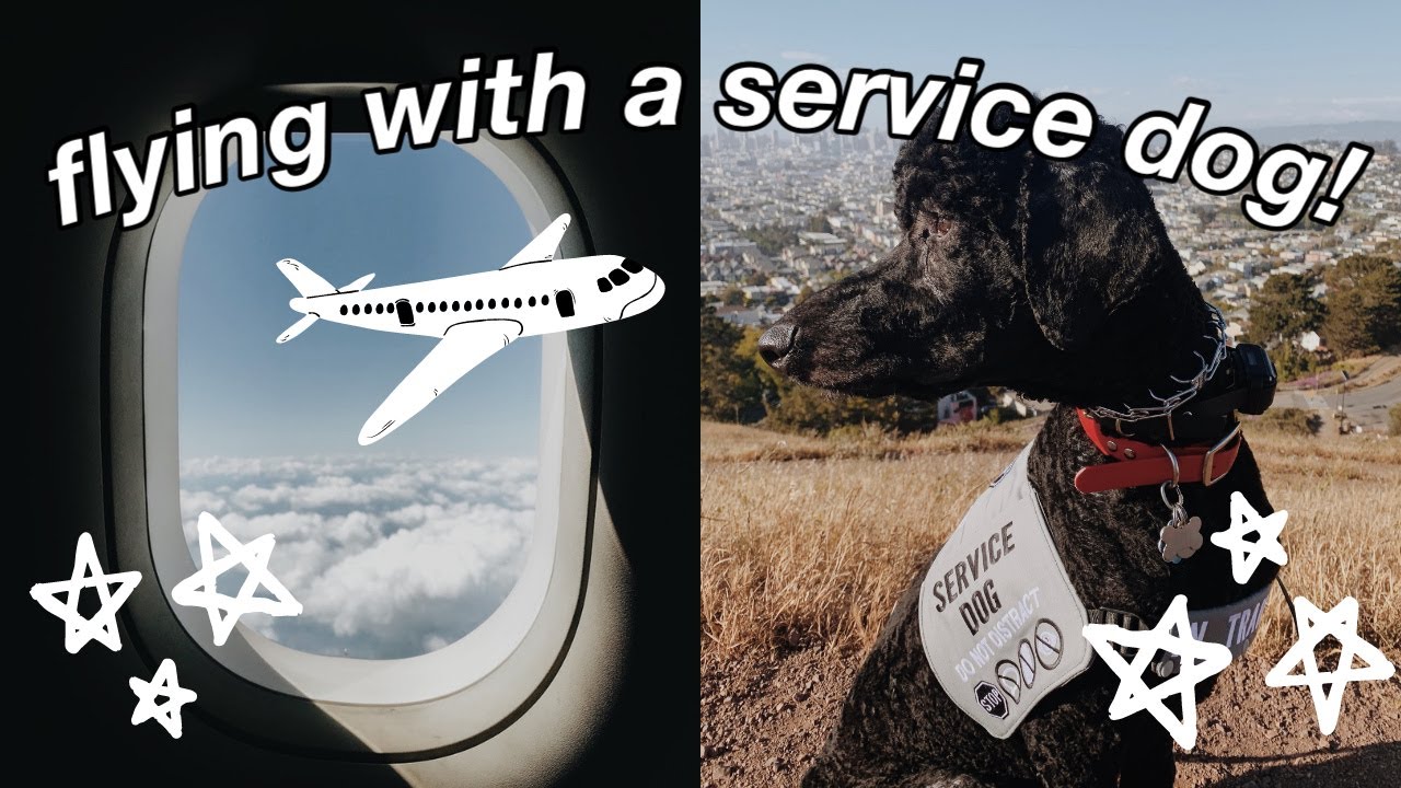 FLYING WITH A SERVICE DOG! :)