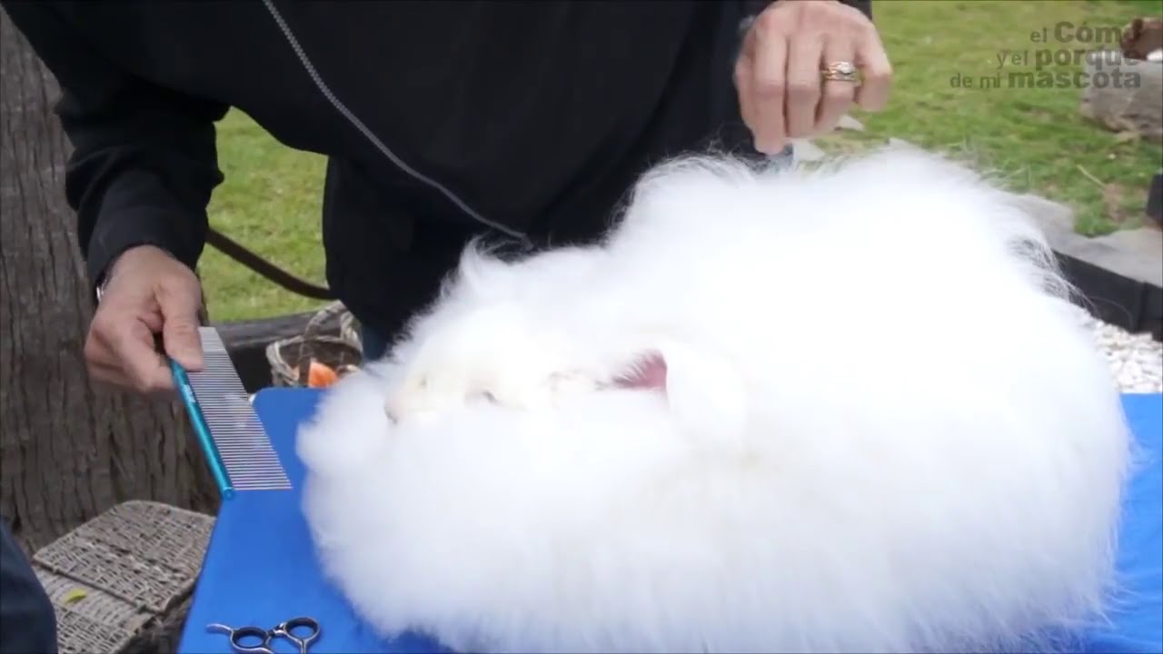 KR&Oacute;LIKI &ndash; Kr&oacute;liczy fryzjer. Sierść angora.