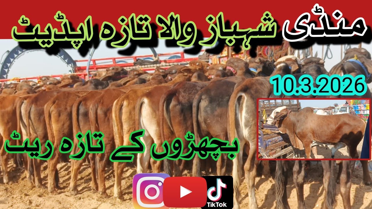 Shahbaz Wala Mandi Bachray Rate Today 2026 | Live Update | Qavi Baba Bahawalnagar