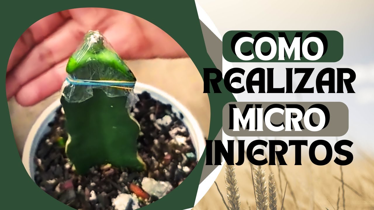 ¿Cómo realizar Micro-injertos? #atrophytum #injertos #pitaya