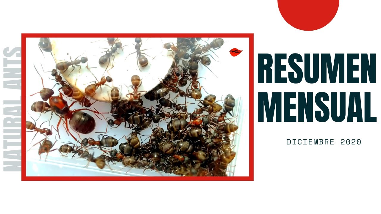 Colonias y Reinas de HORMIGAS ¡JUNTAS! 😲  HORMIGAS RÁPIDAS ¡se ESCAPAN! (Diciembre 2020)