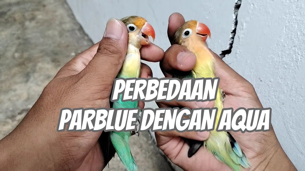PERBEDAAN LOVEBIRD PARBLUE DENGAN AQUA