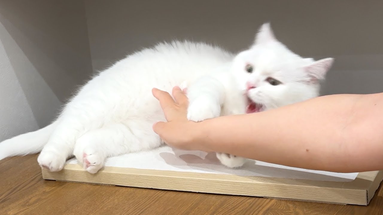 興奮してる猫にうっかり触ったら…こうなった