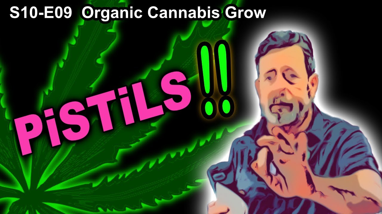 S10 E09 &ndash; Week 2 of Flower &ndash; Pistils!!!  36 Hours Dark - Shiskaberry, Chemy Lemmy, Afghan Kosher