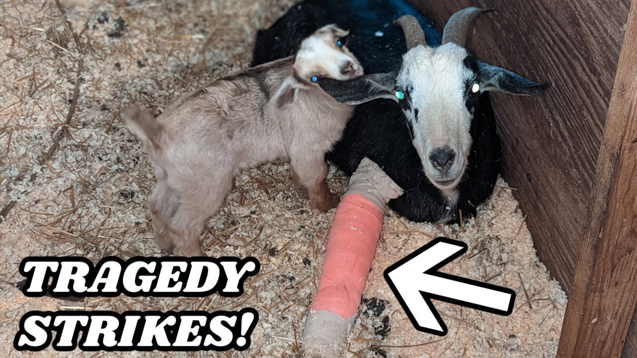 GOAT BREAKS HER LEG IN HALF!