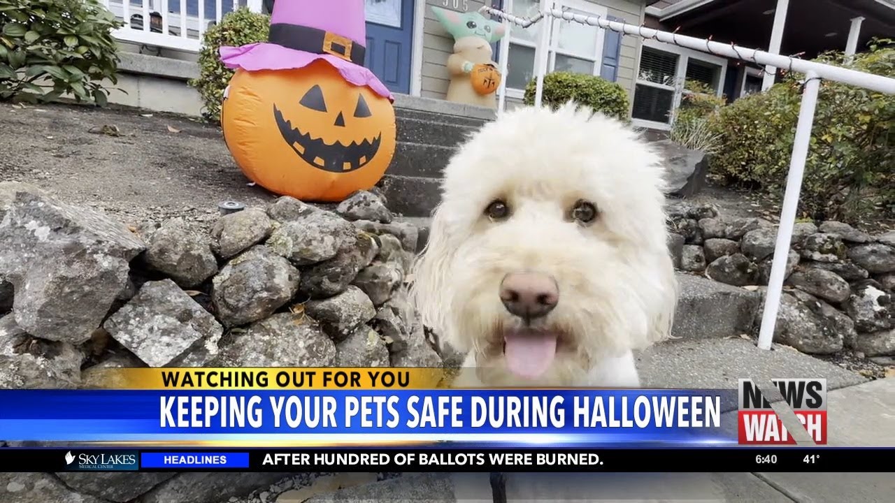 Keeping your pets safe during Halloween