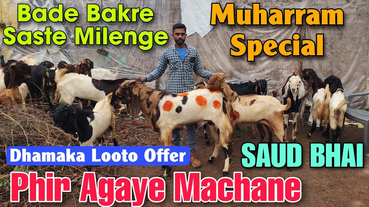 Bade Bakre Bhi Saste Milenge Muharram Special SAUD BHAI | Totapuri Kota Andul Bakre In Malegaon 