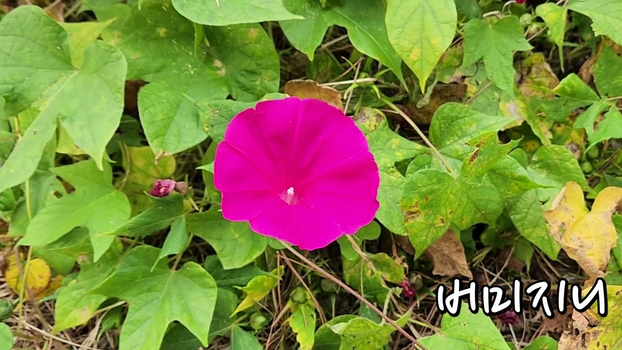 나팔꽃 견우화 (2023.10.13)