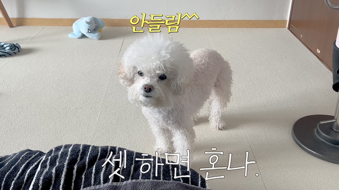 현실 개 육아 브이로그;감성 없음 주의 | 비숑목욕 | 양평애견카페 | 쿠팡템추천 | 붕어빵