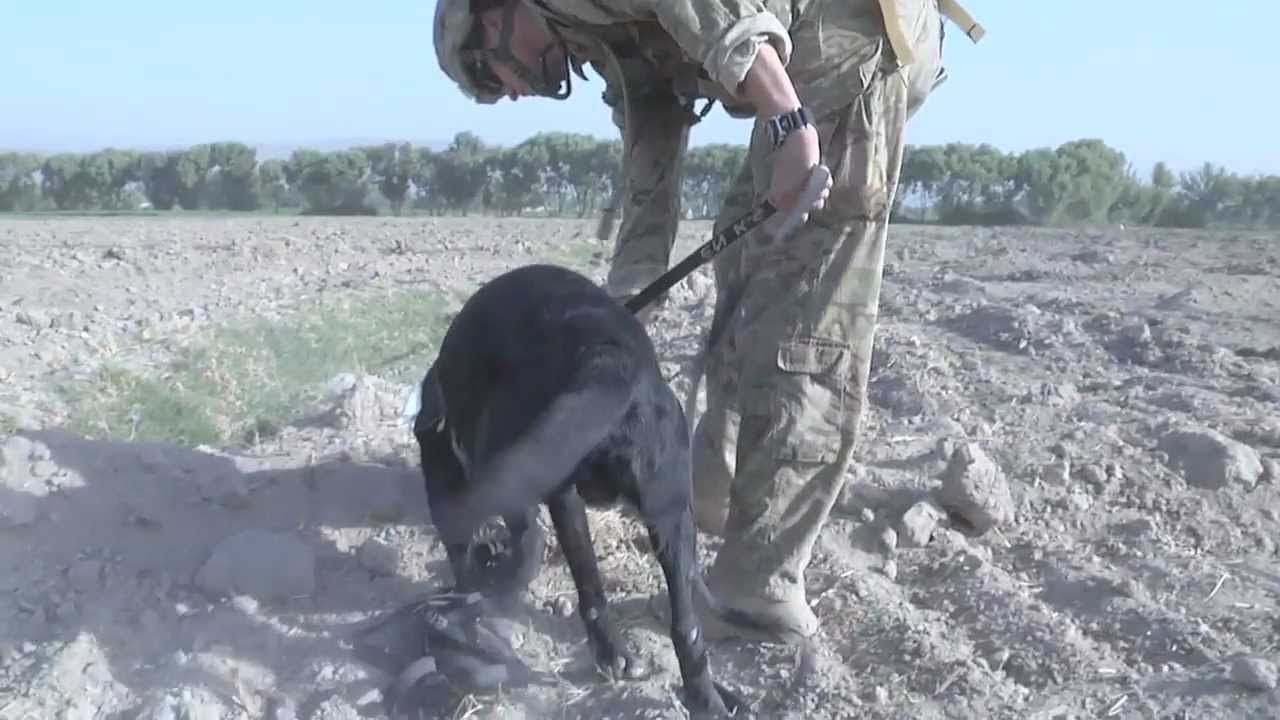 Mine Detection Dog