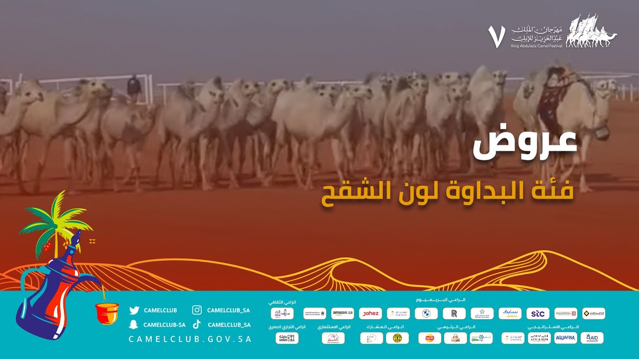 🎥 | عروض فئة البداوة لون الشقح ضمن منافسات #مهرجان_الملك_عبدالعزيز_للإبل7  #همة_طويق
