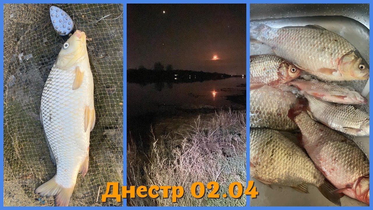 Первый сазан в этом сезоне. Рыбалка на реке Днестр (Маяки). Ловля плотвы и карася на фидер!