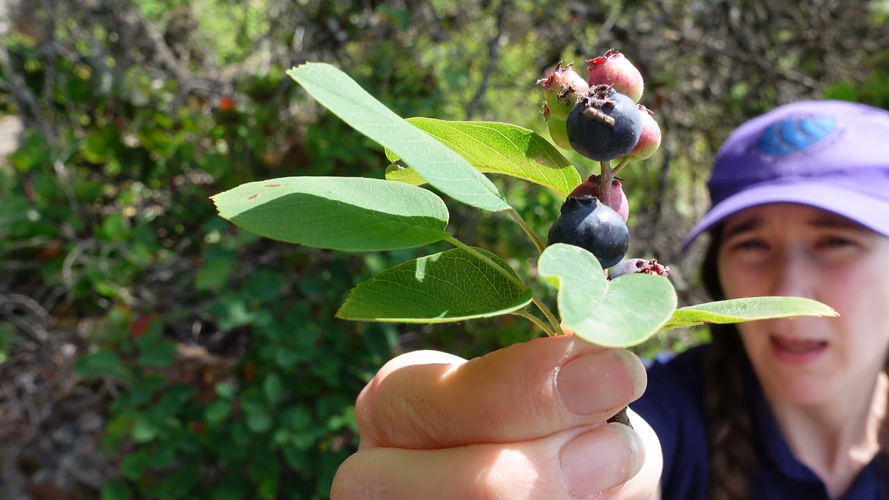 Plant ID: Saskatoon (Amelanchier alnifolia)