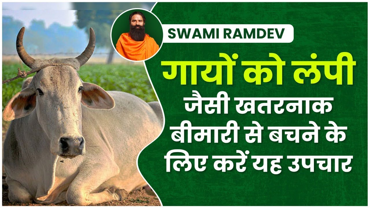 गायों को लंपी जैसी खतरनाक बीमारी से बचने के लिए करें यह उपचार || Swami Ramdev