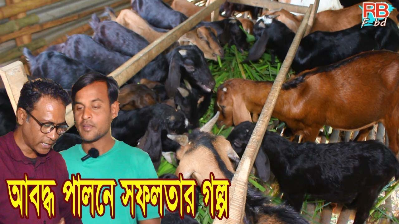 আবদ্ধ ব্লাক বেঙ্গল জাতের ছাগল পালনে সফল খামারীর গল্প ।পরিকল্পিত আধুনিক পদ্ধতি । Goat Farming