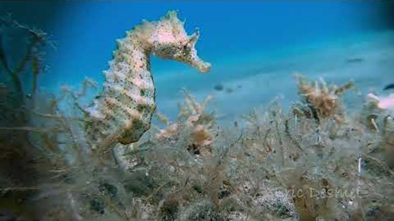 Seahorse Searches for Food || ViralHog