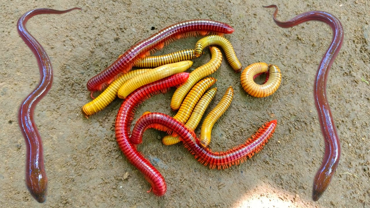 Wadidaw! Mencari kaki seribu besar, luwing dapat ikan, ikan lele, ikanbelut, kurakura, ikan betok