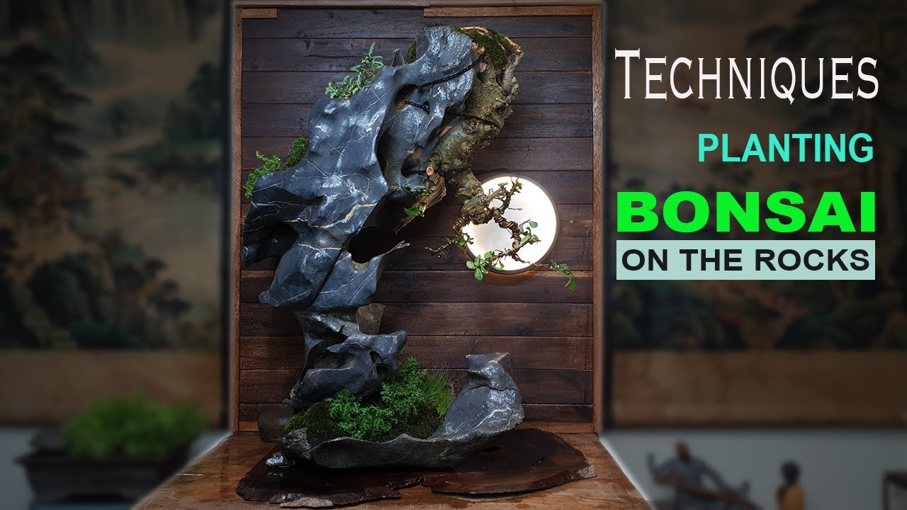 Techniques for planting Bonsai on the rocks