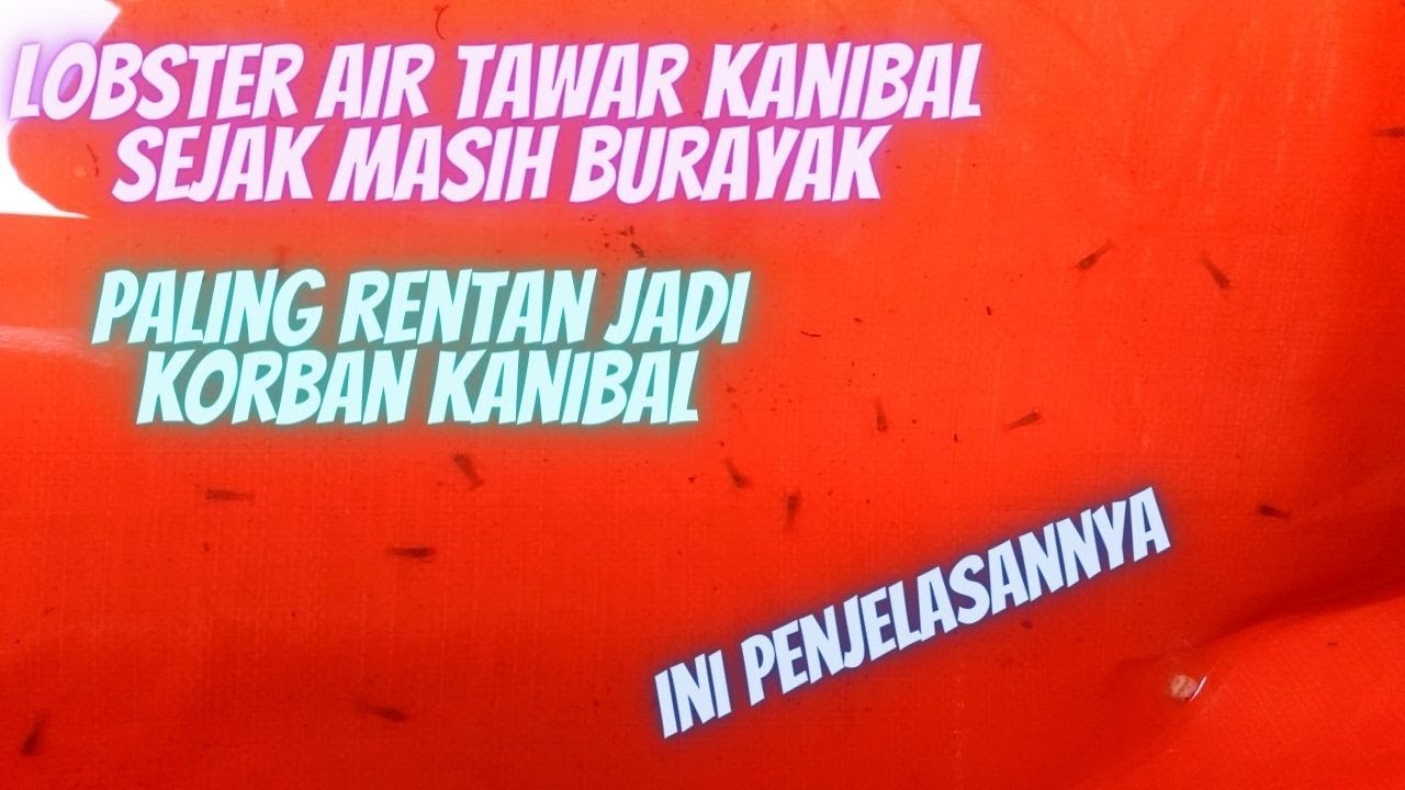 Lobster Air Tawar Sudah Kanibal Sejak Menjadi Burayak.