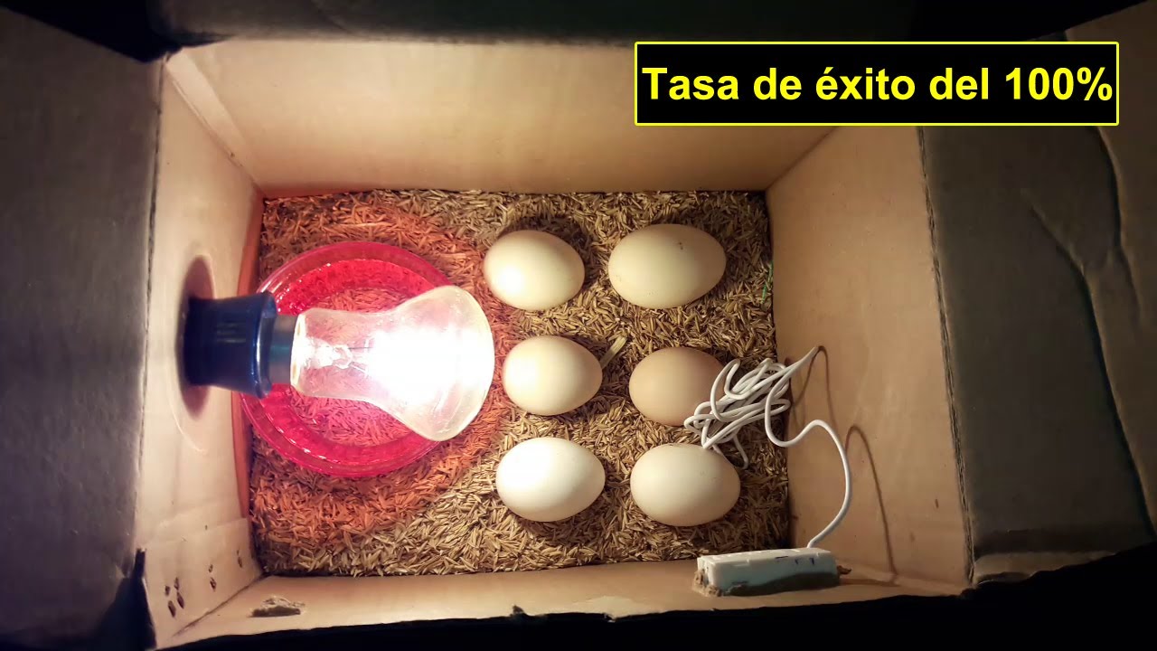 Incubadora de pollos || Cómo hacer una incubadora de huevos para obtener un resultado del 100 %