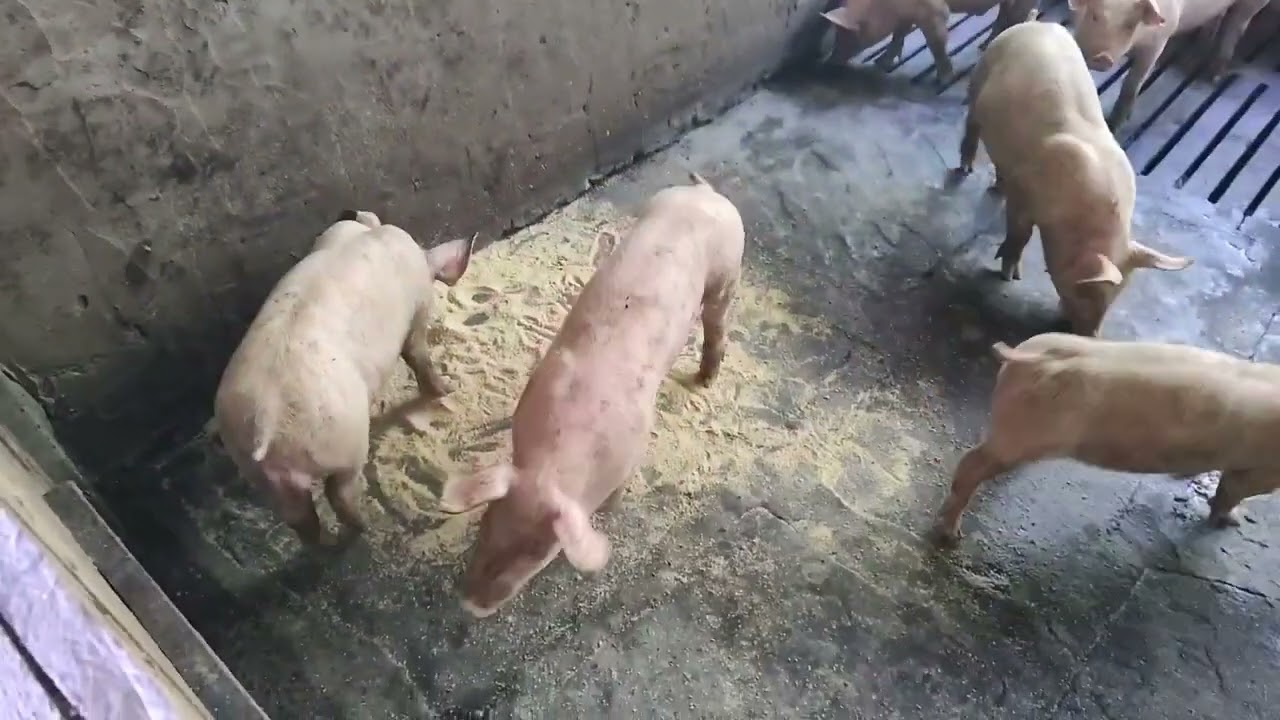 1200 porcos . 4 meses de criação . Como é a que vem os porcos pra uma granja ? 