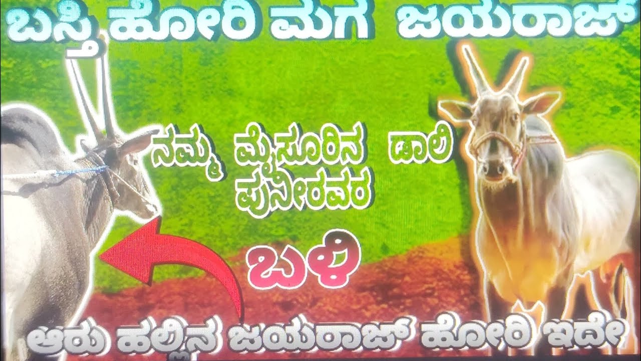 ಮೈಸೂರು ಡಾಲಿ ಪುನೀರವರ 🦁ಹೋರಿ ಮೂಡುಕುತೊರೆ ಜಾತ್ರೆಗೆ  ಬಂದಿದೆ 💥@Hallikar_bulls_Karnataka #hallikarstudbull 