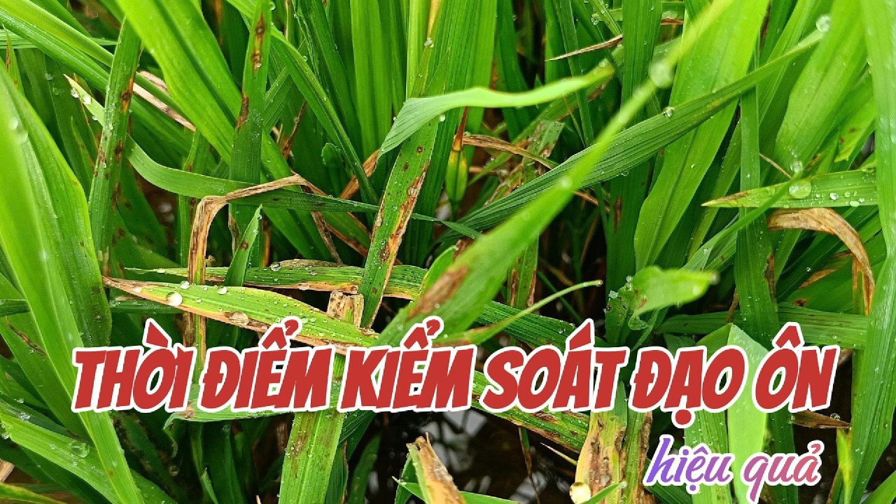 Thời điểm kiểm soát đạo ôn hiệu quả nhất | Hai Lúa Vàng