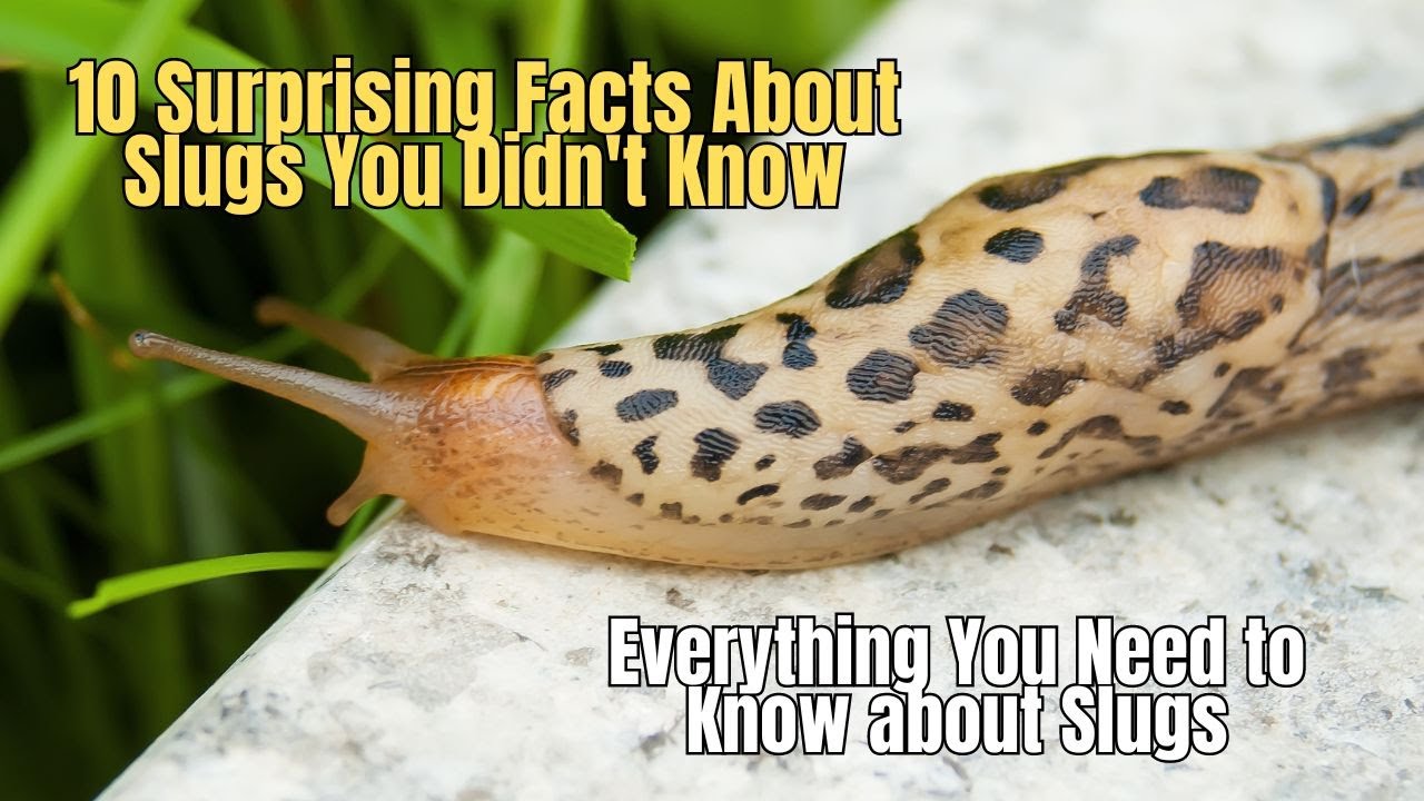 🔥 10 Surprising Facts About Slugs You Didn't Know 🐌 Slugs Facts
