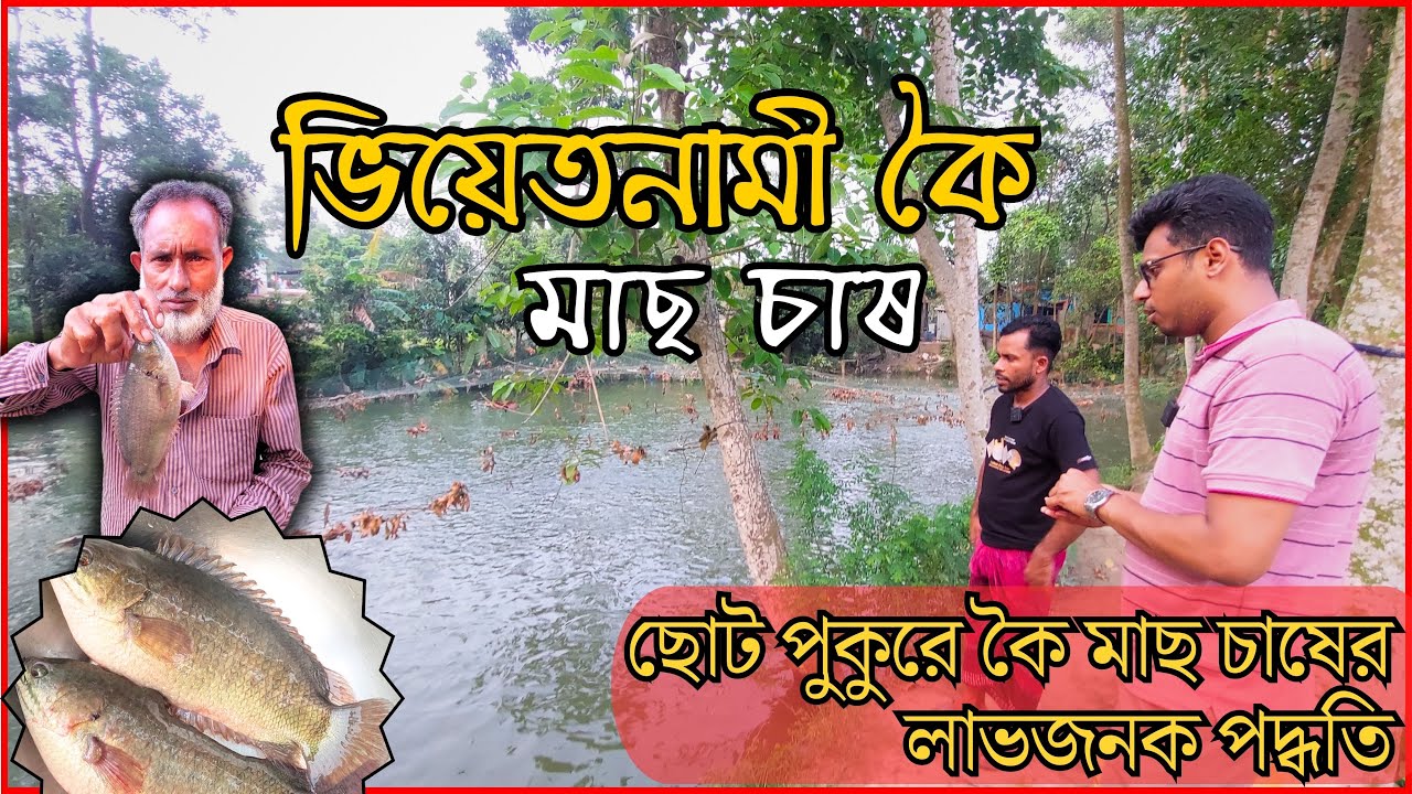 ভিয়েতনামী কৈ মাছ চাষ।। ছোট পুকুরে কৈ মাছ চাষের লাভজনক পদ্ধতি।। ৪ মাসেই কৈ মাছ বিক্রি,বছরে ৩ বার চাষ।