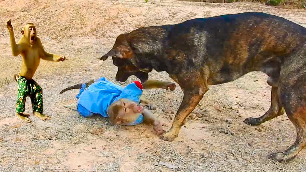 Help Me ! Pao Push SokYaa Until Need Help Emergency