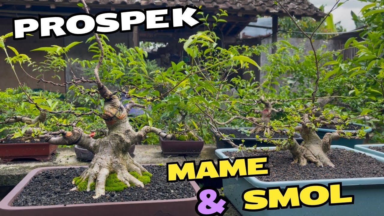 Cek Harga Bonsai Prospek Mame Smol