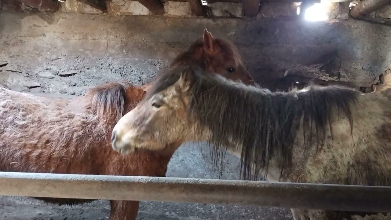 Бордақыға Құнандар қойдым. 🐎🐎🔥🔥#жылқы #ат #конь #тұлпар #лошади #лошадь 👍