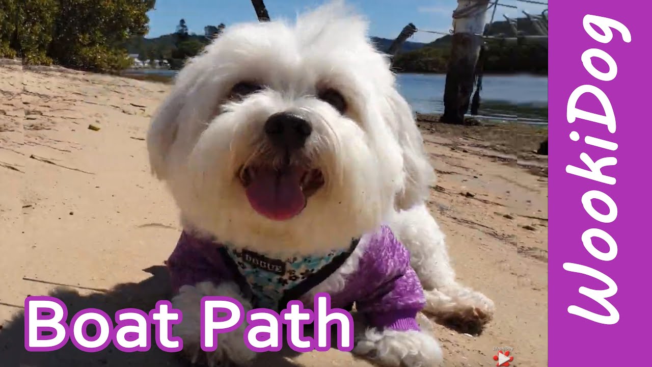 Malshi Dog Walking Video following WookiDog the Cute Maltese Shih Tzu - Boat path walk in 4K