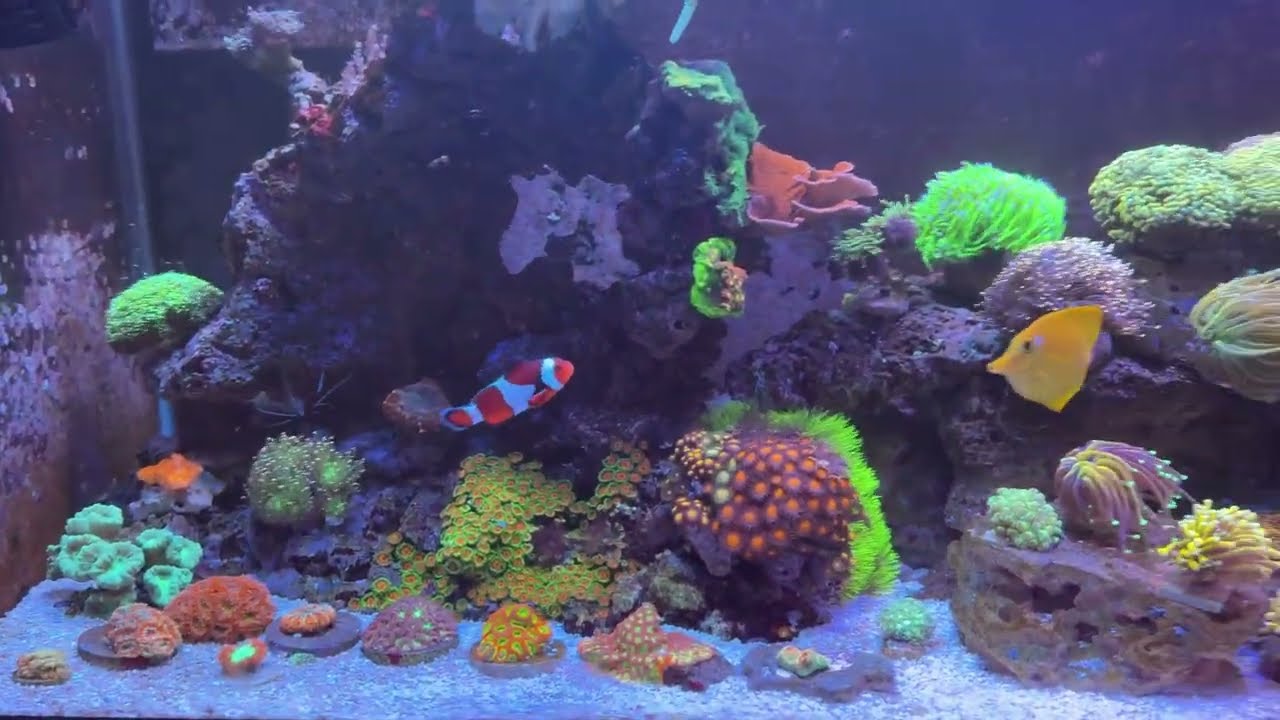 75 gallon mixed reef full setup discussion