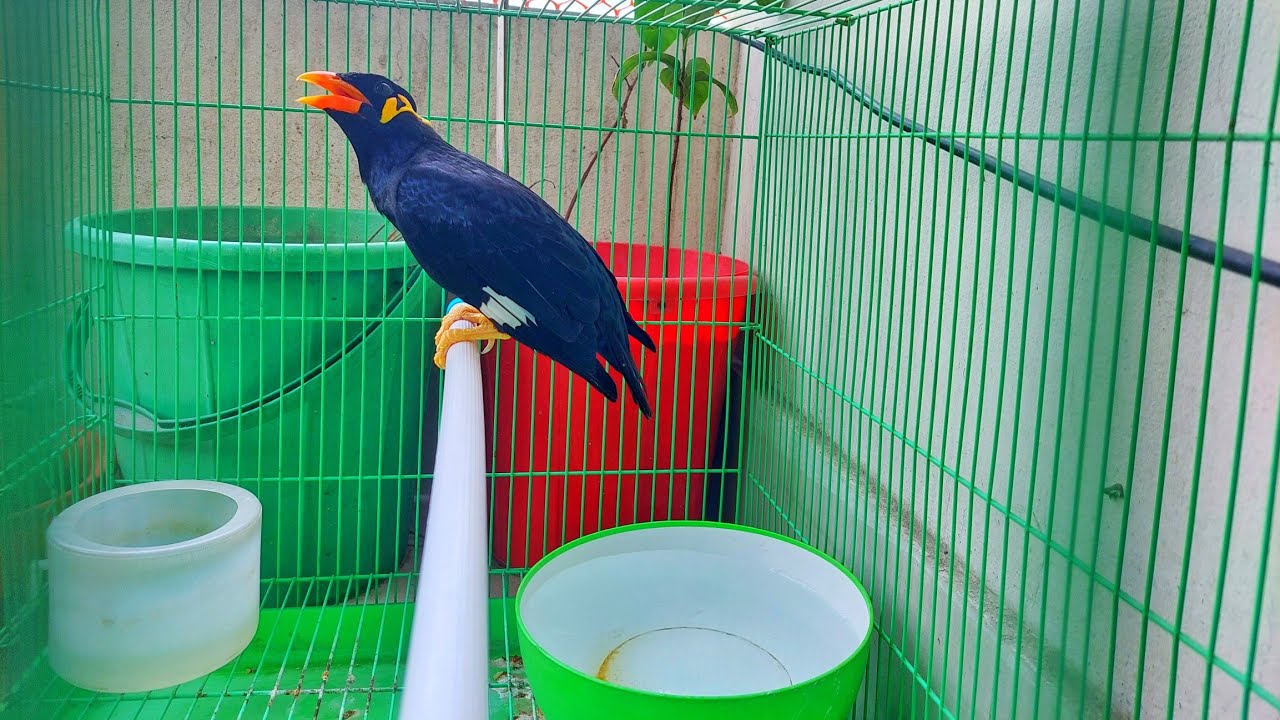 আমাদের ময়না পাখি একাই গোছল করে || Mayna Pakhir Gosol Kora 2k24.