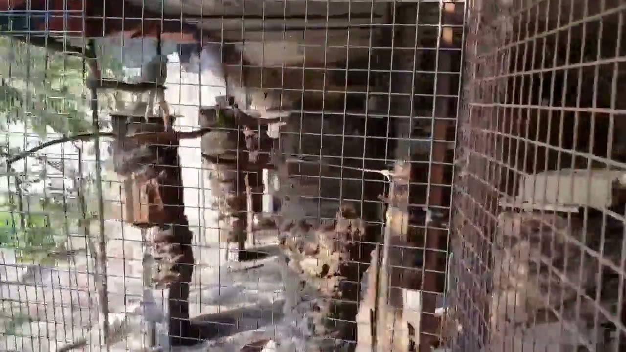 زيارة رابطة مربي الببغاوات برئاسة مؤيد أمازون احدى المحميات في محافظة بابل الحلة لصاحبها مهندس احمد