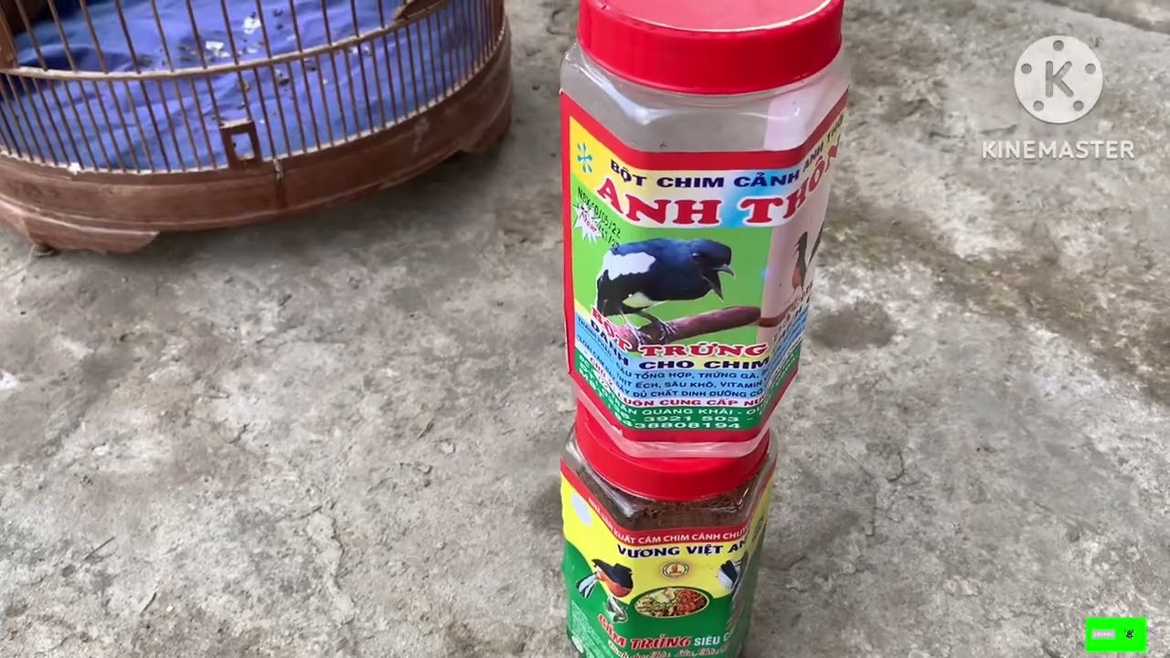 Chia sẻ Cách Chăm cám điều tay giúp chim choè than và lửa lên lửa căng đét