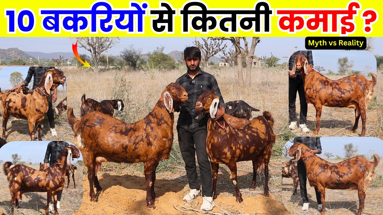 10 बकरियों से कितनी कमाई - REALITY OF GOAT FARMING IN INDIA
