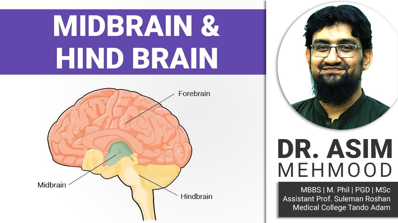 Biology of Mid Brain and Hind Brain | Hindi / Urdu