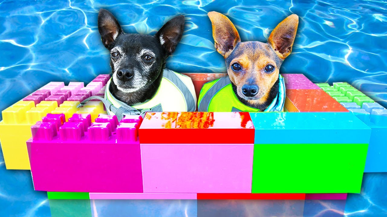 We Built a Giant Boat Made Out of Legos for our Dogs! | PawZam Dogs